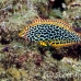 wrasse_leopard_db_h_0705_png2228.jpg